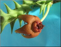 Orbea umbracula X O woodii